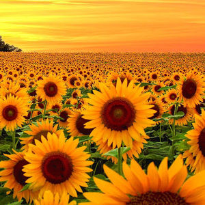 Meet your Posher, Bobbi